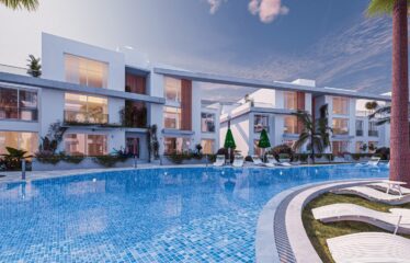 Olive Court 2